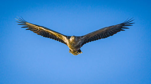 Low angle view of eagle flying against clear blue sky