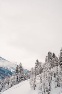Snow covered trees against clear sky