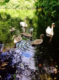 Swans swimming in lake