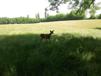 Trees on grassy field