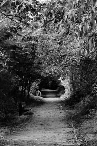 Trees in park