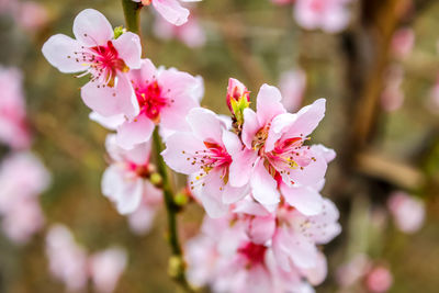 Close-up of pink cherry blossoms