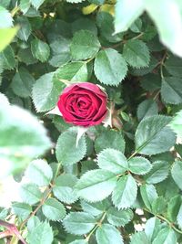 Close-up of flower blooming outdoors