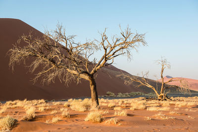 Dead tree on desert against sky