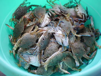 High angle view of fish in container