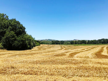 Scenic view of agricultural field against clear blue sky