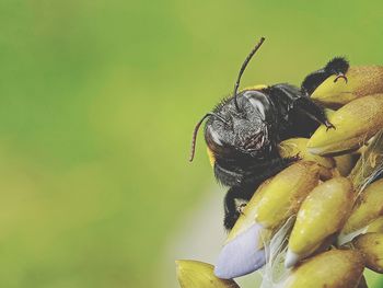 Close-up of insect pollinating flower