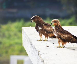 Side view of birds on the wall