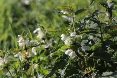 Close-up of insect on plant