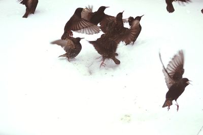 Birds flying in snow