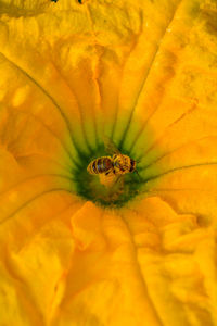 Extreme close-up of yellow flower