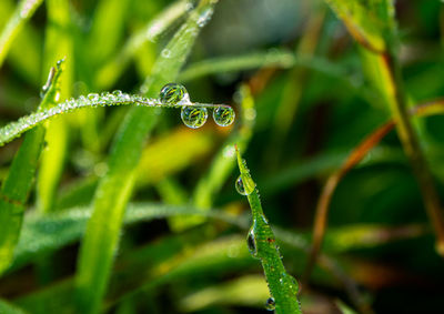 Drop of dew in morning on leaf