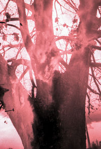 Double exposure of pink and tree against sky