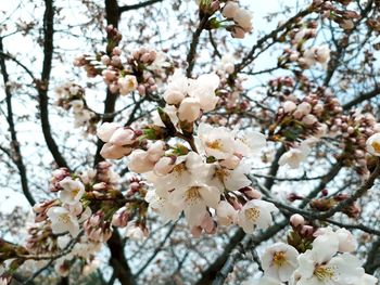 Low angle view of cherry blossoms in spring