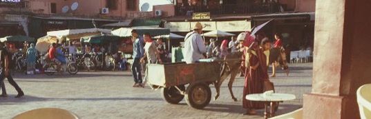 Close-up of plant against white background