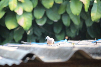 Close-up of bird perching