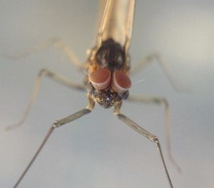 Close-up of insect