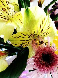 Close-up of yellow flower