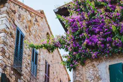 Low angle view of flowering plants on wall of building