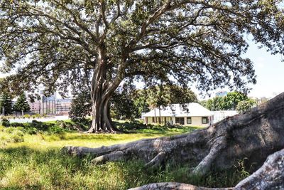 Trees and houses on field against sky