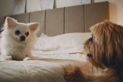 Two dogs playing in a bedroom