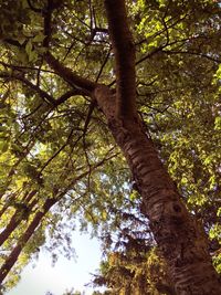 Low angle view of trees in forest against sky