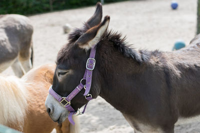 Close-up of horse on field