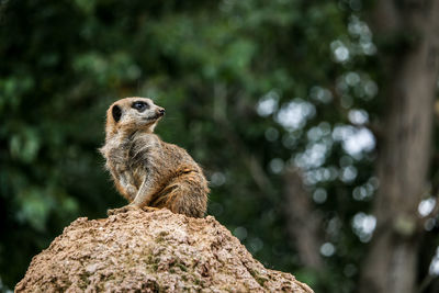 Low angle view of lizard on rock