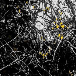 Close-up of yellow flower tree