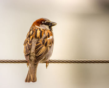 Bird on wire looking