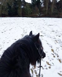 Horse standing on snow field against sky during winter
