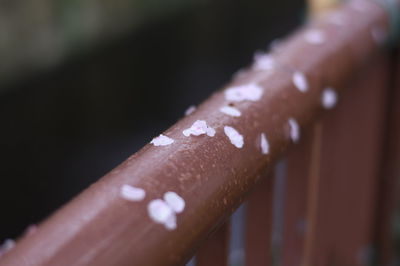 Close-up of water drops on leaf