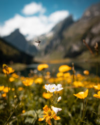 Close-up of yellow flowering plants on field