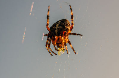 Close-up of spider on web