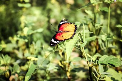 Close-up of butterfly pollinating flower