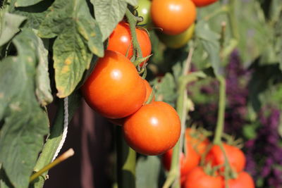 Close-up of tomatoes on plant