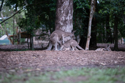 View of an animal on field