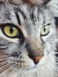 Close-up portrait of cat