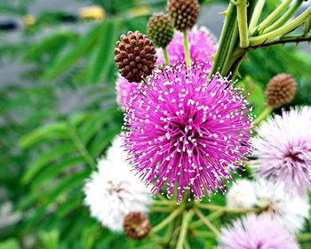 Close-up of pink flowers