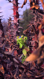 Close-up of plants