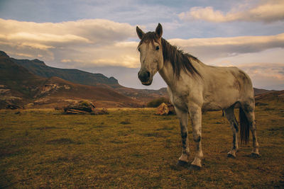 Horse standing on landscape against cloudy sky during sunset