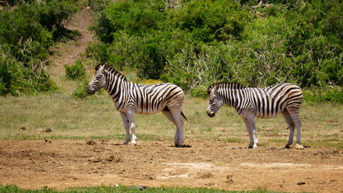 Zebras standing on grassland