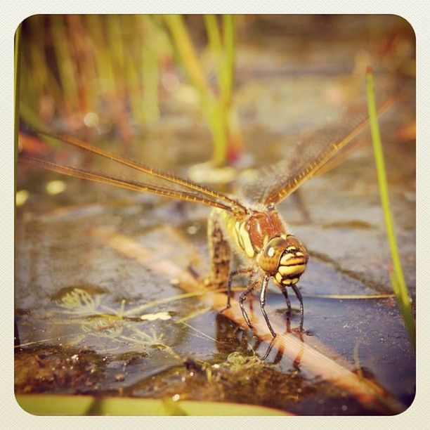 Naardermeer