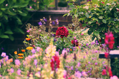 Butterfly on pink flowering plants