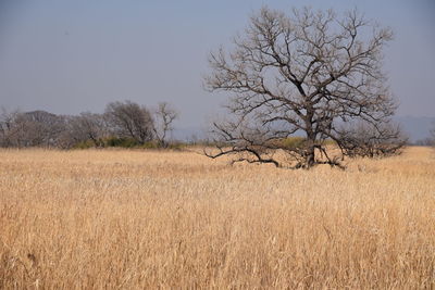 Bare tree on field against sky