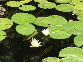 High angle view of lotus water lily in lake