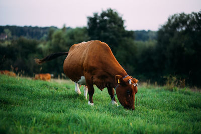 View of a horse on field