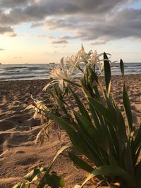 Close-up of plant on beach against sky during sunset