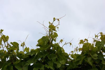 Low angle view of bird on plant against sky