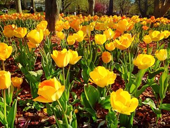 Close-up of yellow flowers blooming in field